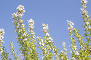 Rosemary (Rosmarinus officinalis)