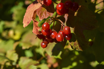 красные ягоды калины