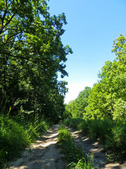 Fototapeta na wymiar Road in a forest