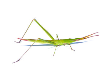 The grasshopper isolated on the white background.