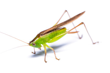 Fototapeta premium The grasshopper isolated on the white background.