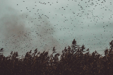 bunch of Birds flying close to cane in a dark sky- vintage style black and white