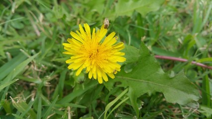 Dandelion with small insects on petals