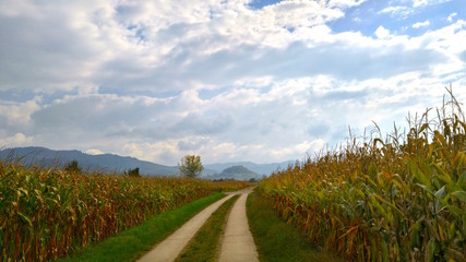 Fototapeta na wymiar through the corn field and the sky