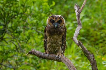 Asian Brown Wood Owl
