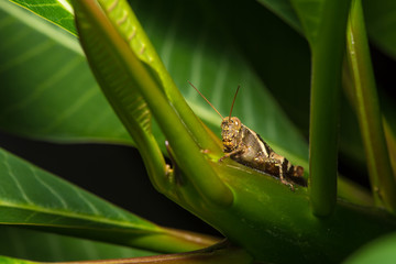 The grasshopper sit on the leaf.