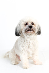 Fluffy white Havanese dog