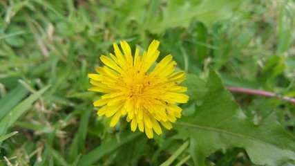 Dandelion with small insects on petals