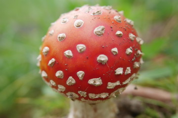 Fly agaric, poisonous mushroom