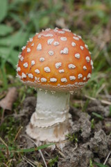 Fly agaric, poisonous mushroom