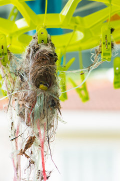 The yellow bellied sunbird build the nest on the socks hanger.