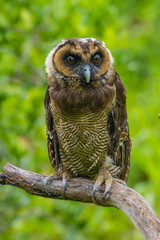 Asian Brown Wood Owl
