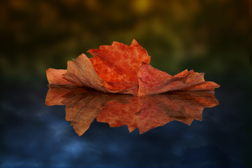 Herbstblatt