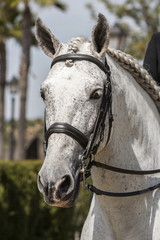 Detail of the head of a purebred Spanish horse