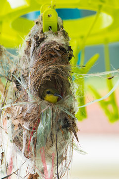The yellow bellied sunbird build the nest on the socks hanger.