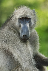 Obraz premium Chacma Baboon, Papio ursinus, Kruger National Park, South Africa