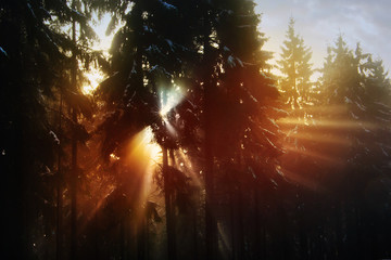 SonnenStrahlen durch den Wald im Winter