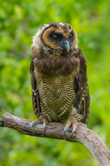 Asian Brown Wood Owl