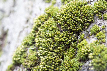 Green moss on tree bark - texture and background