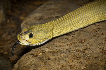 Reptiles from the Zoo