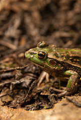 Obraz premium Southern Bell frog also known as the Growling Grass Frog Litoria Raniformis 