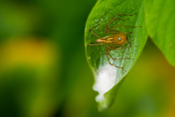 The jumping spider sit on the leaf with her nest.