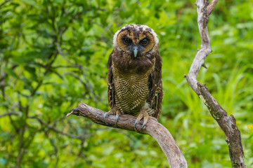 Asian Brown Wood Owl
