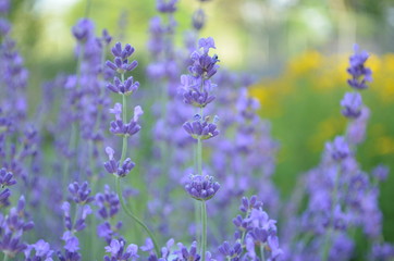 Obraz premium Lavender flowers