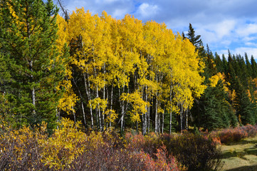 Obraz premium Autumn Poplar