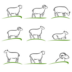 Sheep and lamb set. Vector