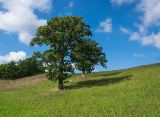 Fototapeta na wymiar paesaggio con albero, prato verde e cielo azzurro