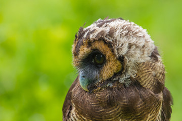 Asian Brown Wood Owl