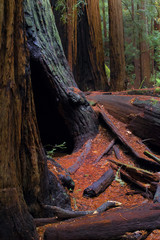 Transformation in Muir Woods