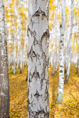 birch tree