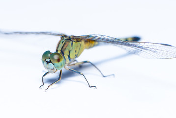 The dragonfly isolated on the white background.