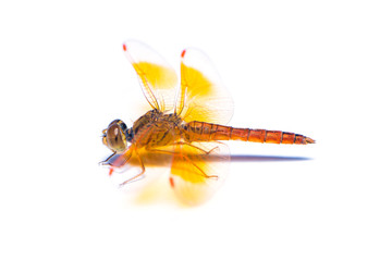 The dragonfly isolated on the white background.