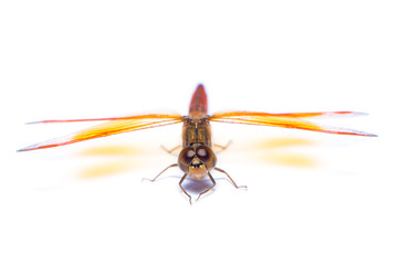 The dragonfly isolated on the white background.