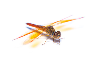 The dragonfly isolated on the white background.