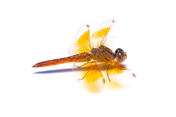 The dragonfly isolated on the white background.