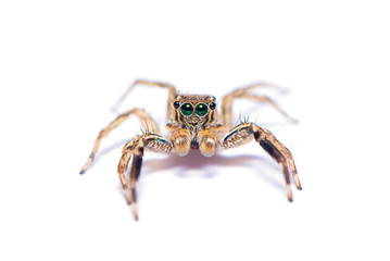 The hairy spider isolated on the white background.