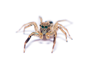 The hairy spider isolated on the white background.