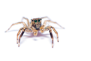 The hairy spider isolated on the white background.