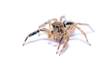 The hairy spider isolated on the white background.