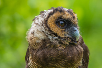 Asian Brown Wood Owl