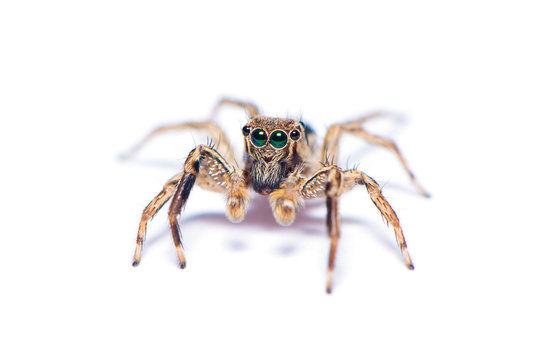 The hairy spider isolated on the white background. - Powered by Adobe