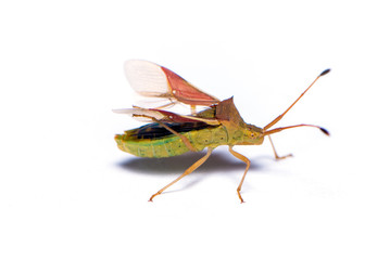 The shield bug isolated on the white background.