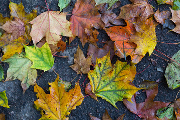 Naklejka na ściany i meble multicolor maple leaves on ground