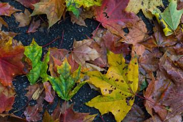 multicolor  maple leaves on ground