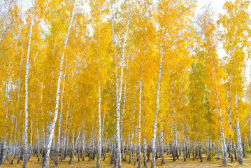 autumn birch forest