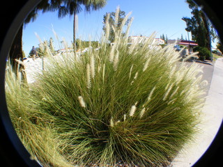 Pampas Grass Phoenix, AZ